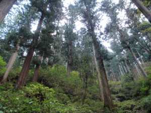 吉野の美しい山